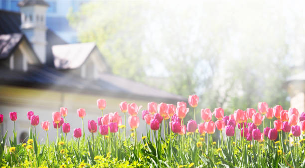 ein blumenbeet mit rosa und lila tulpen in den sonnenstrahlen vor der kulisse eines schönen weißen hauses mit schrägem dach. gartenarbeit, panoramablick - flower white tulip blossom stock-fotos und bilder