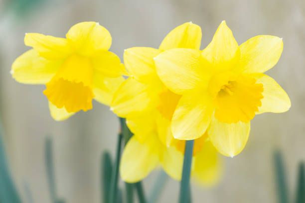 istock Four yellow narcissus flowers 1131568906