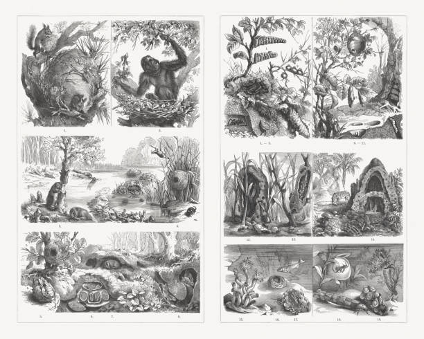 tierheim, holzgravuren, erschienen 1897 - ant underground animal nest insect stock-grafiken, -clipart, -cartoons und -symbole