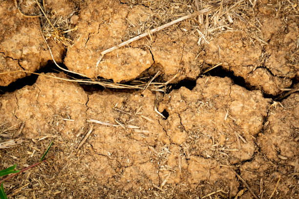 Cow head in cracked dried up ground of creek bottom.  Texas.