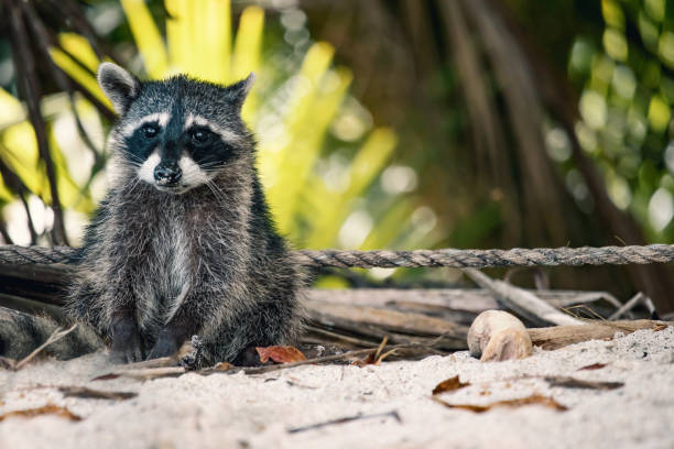 racoons in the jungle