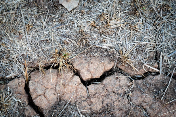 Dried soil