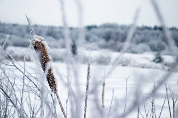 frozen plants in the winter, hohes venn