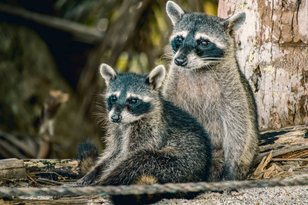 racoons in the jungle