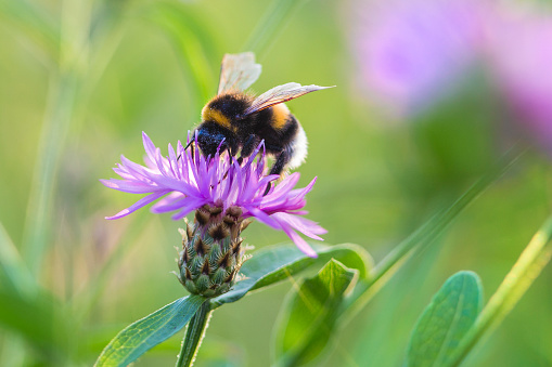 Bumble bee (Bombus lucorum) or white-tailed bumblebee on a purple flower.