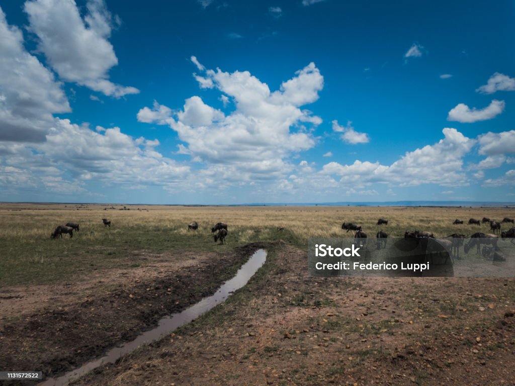 いくつかのヌーは空に大きな雲があるサバンナの晴れた日に川の近くのサバンナで放牧 アフリカのストックフォトや画像を多数ご用意 アフリカ