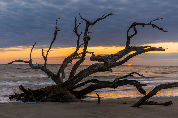 istock Driftwood Beach at Dawn - Jekyll Island, Georgia 1131573073