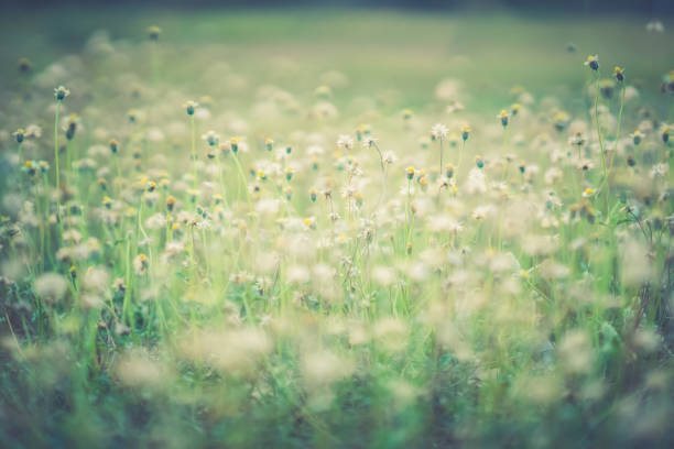 Grass flower on pasture on blurred sunset on sky background