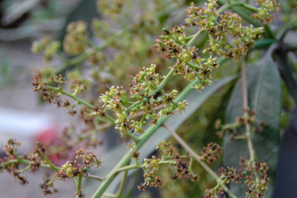 istock Mango flower, A branch of inflorescence mango flower. 1131575137