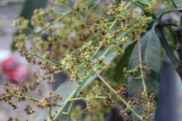 istock Mango flower, A branch of inflorescence mango flower. 1131575147