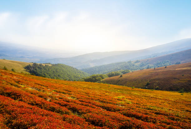 istock mountain valley panorama in a red bush  at the sunset 1131576616
