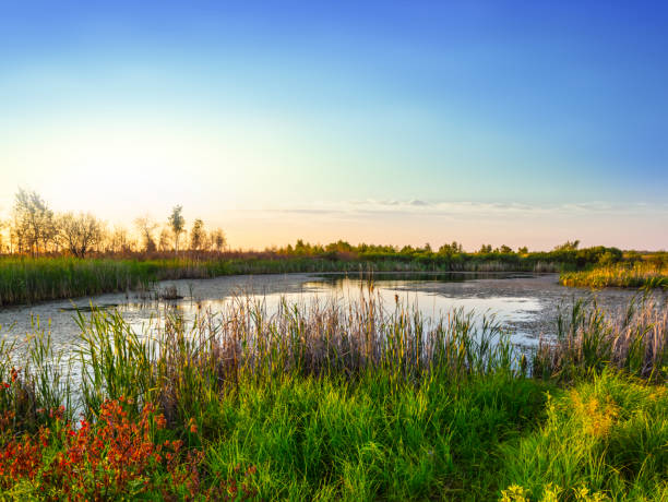 istock beautiful quiet summer lake at the sunset 1131576724