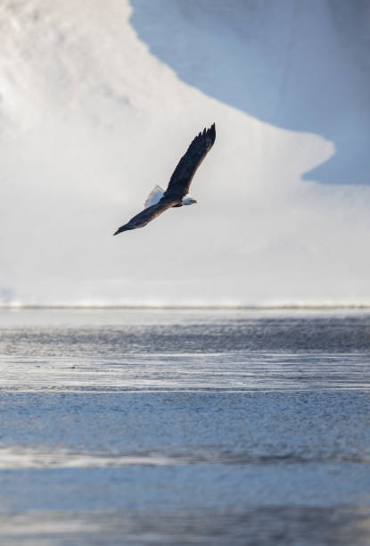 istock American Eagles in flight over the Wisconsin River 1131576775