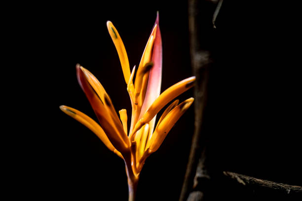 istock orange flower in the dark 1131576957