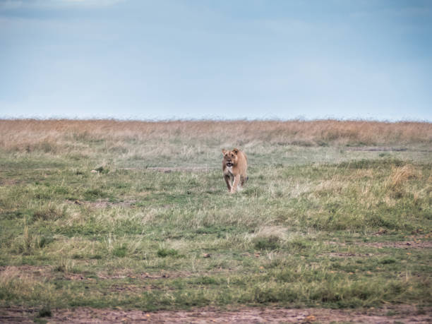 istock A lioness walks towards her herd in the savannah just before sunset 1131577137