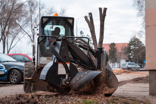 istock working mobile machine for cutting wood tree stump, tree stump removal 1131579649