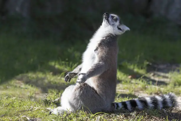 A lemur sitting in a lotus position meditating.