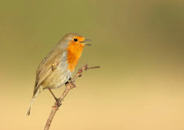 Photo of Portrait of European Robin singing in spring