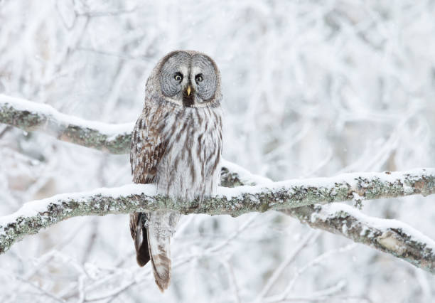 istock Great Grey Owl perched in a tree in winter 1131580059