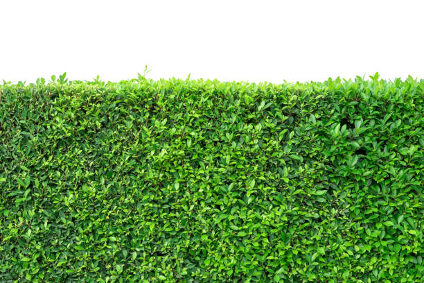 istock Green leaves wall texture for backdrop design and white space, Nature Background. 1131580083
