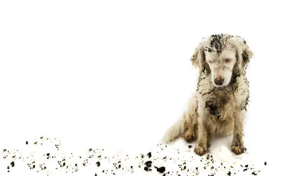 Photo of BANNER DIRTY DOG ISOLATED. SAD PUPPY AFTER PLAY IN A MUD PUDDLE WITH ON WHITE BACKGROUND.