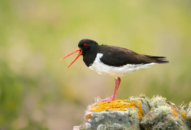 ostriche eurasiatica che invoca una roccia muschiosa - animal beak bird wading foto e immagini stock