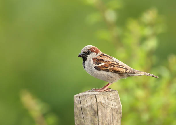 portret van een huis mus neergestreken op een post - house sparrow stockfoto's en -beelden