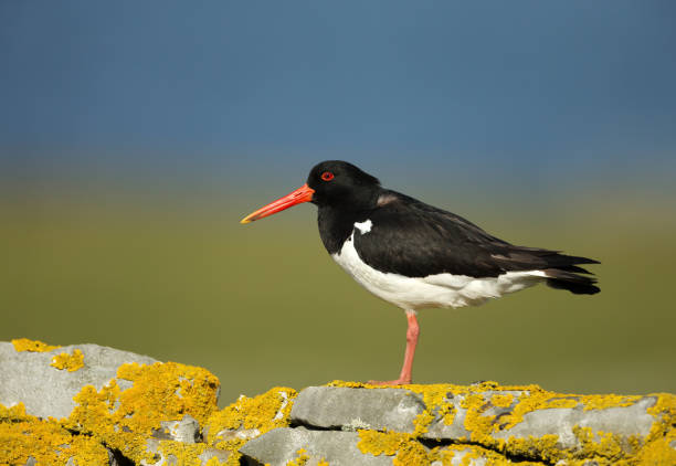 istock Oystercatcher perching on a mossy stone fence 1131580140