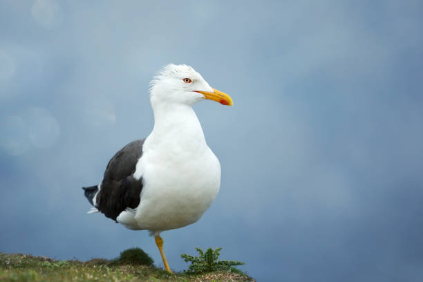 istock Great black backed gull against blue background 1131580150