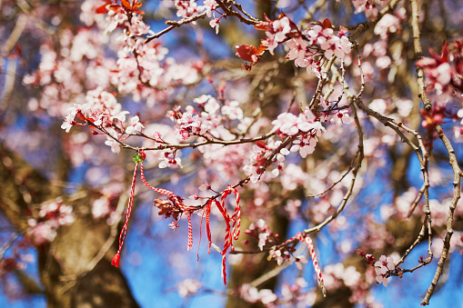 Branch of blossoming cherry tree with red and white martisor - traditional symbol of the first spring day