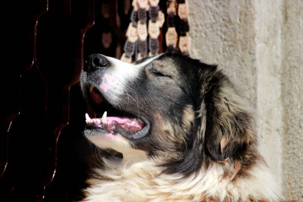 istock Sharplaninec - Macedonian Sheep Dog 1131581141