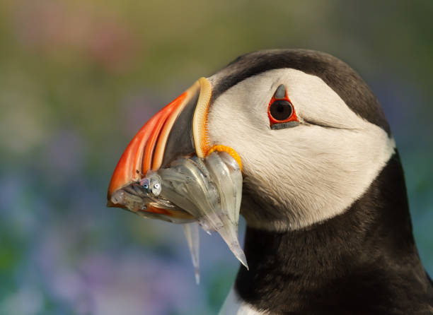 istock Atlantic puffin with a beak full of sand eels 1131581188
