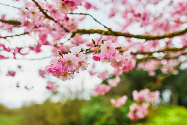 istock Beautiful cherry blossom sakura 1131581216