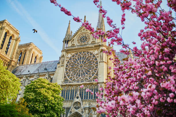 kirschblütenbäume in der nähe der kathedrale notre-dame in paris, frankreich - places of worship europe france paris france stock-fotos und bilder