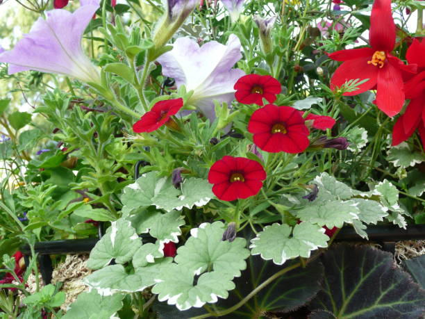 istock Little red flowers in a hanging basket 1131581287