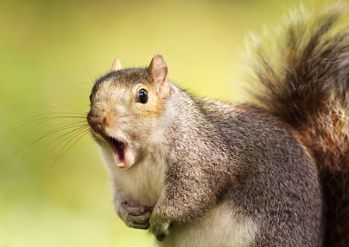 Close up of a grey squirrel yawning, UK.