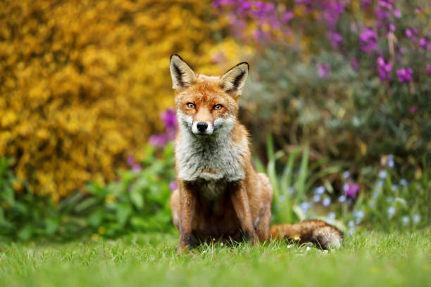 istock Red fox sitting in front of yellow flowering scrub 1131581639