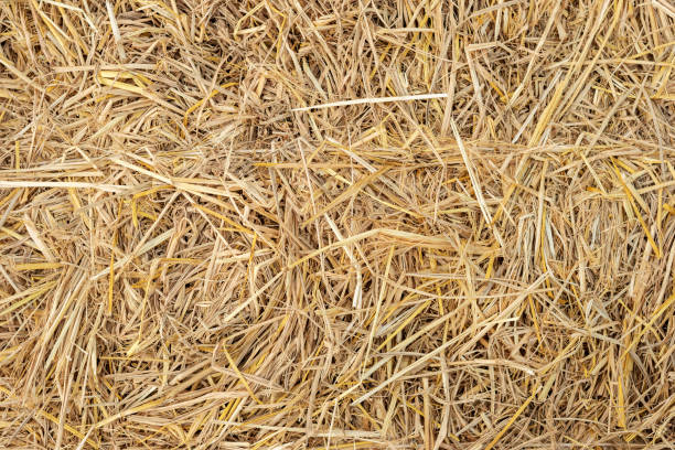 istock Dry yellow straw grass background texture closeup wallpaper. 1131581689