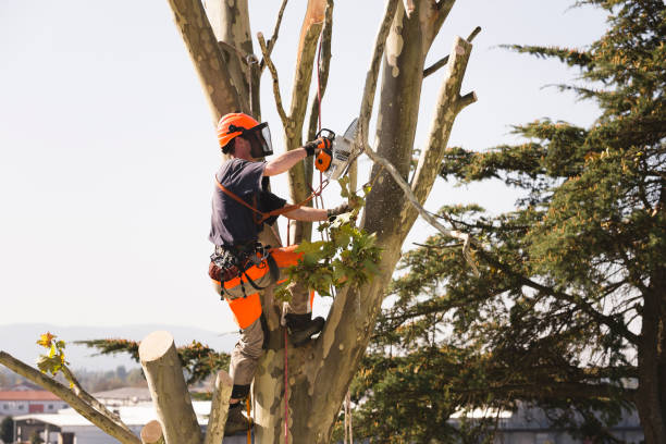 istock Sawing Top Of The Tree 1131581698