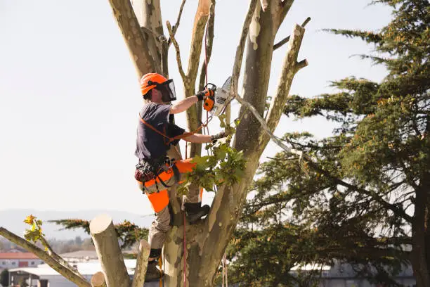 Photo of Sawing Top Of The Tree