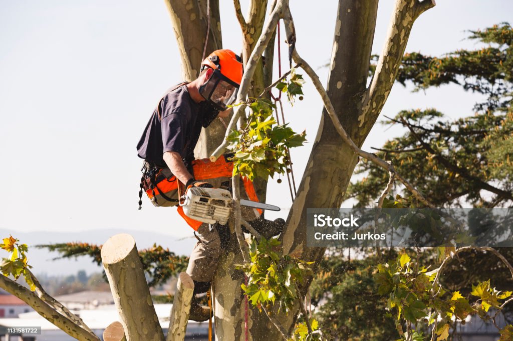 Sawing Very Tall Tree Man sawing tree at the top of the tree with chainsaw and all safety equipment needed for cutting the tree tops. Tree Stock Photo