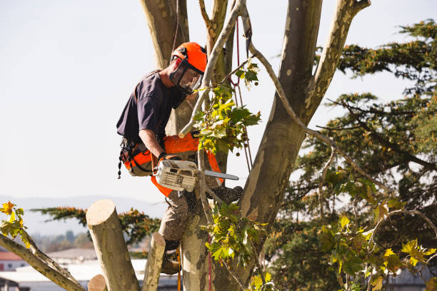 Sawing Very Tall Tree Man sawing tree at the top of the tree with chainsaw and all safety equipment needed for cutting the tree tops. removing stock pictures, royalty-free photos & images