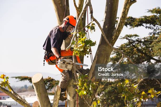 Sawing Very Tall Tree Stock Photo - Download Image Now - Tree, Removing, Pruning - Gardening