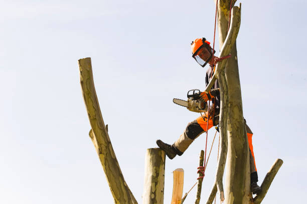 istock Forester On Top Of The Tree 1131581732