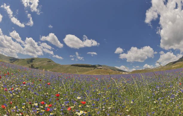istock Flowering in Castelluccio di Norcia 1131582675