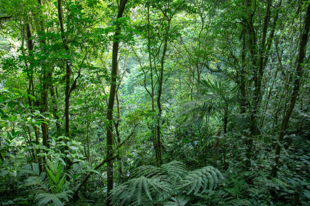 istock Rainforest La Fortuna Costa Rica 1131583155