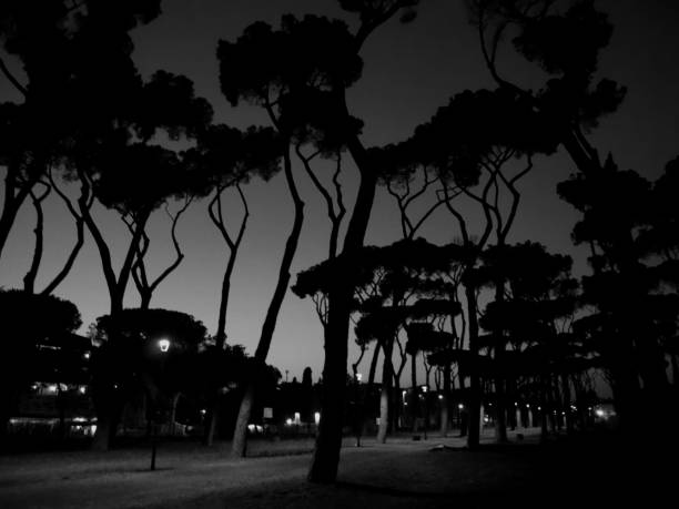 istock Silhouettes of trees in the night 1131583235