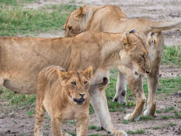 istock A lion cub and two lionesses exchange effusions in the savannah 1131583263
