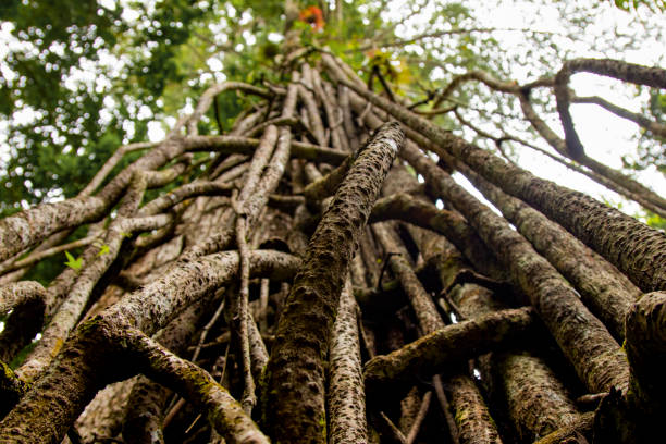 lianas on a tree in the jungle of guatemala