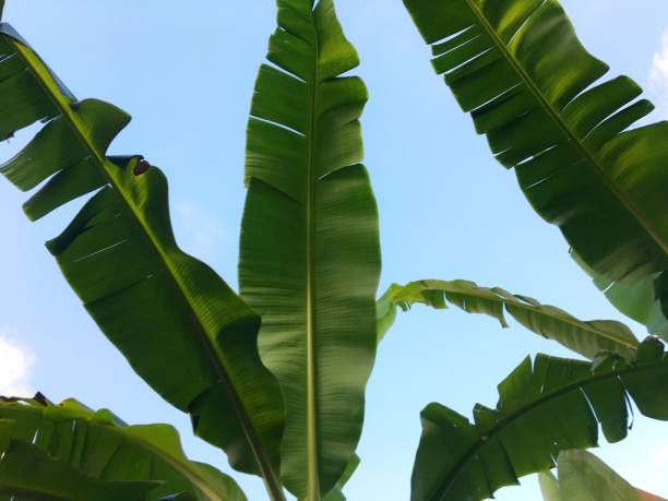 istock Banana leaves 1131584387